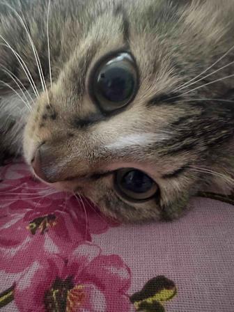 Отдам в хорошие руки кошку