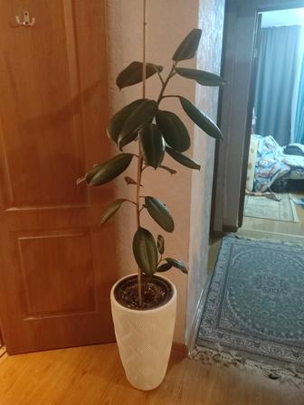 Цветы комнатные