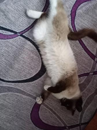 Кошечка молодая