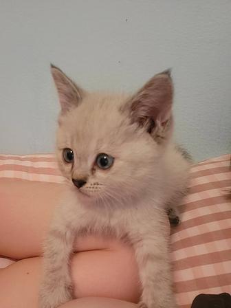 Котенок в добрые руки