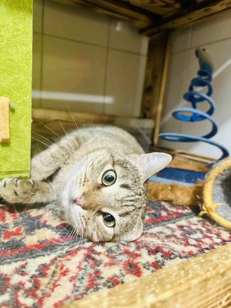 Кошечка Шелли