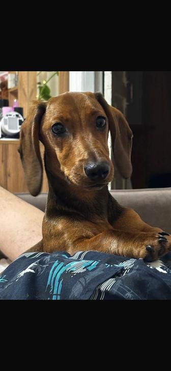 ПРОПАЛ ЩЕНОК ТАКСА