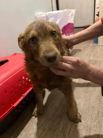 Отдам в добрые руки щенка