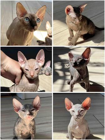 Котята канадского сфинкса