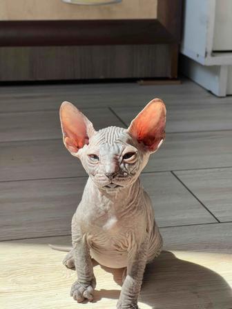 Котята канадского сфинкса