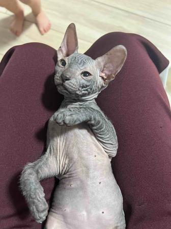 Котята канадского сфинкса