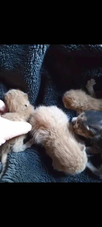 Настоящий человек для кошки с котятами