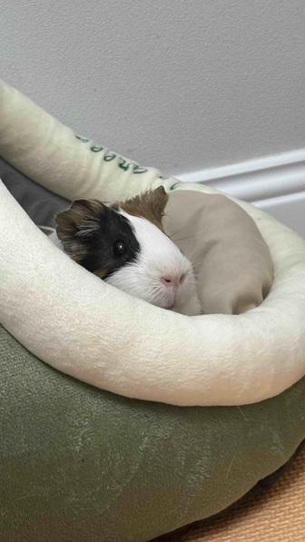 Отдам морскую свинку в добрые руки