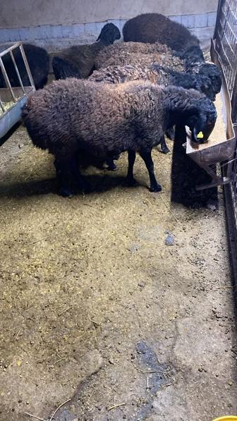 Қой сатамын