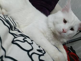 Кот на вязку, Мейн Кун белый содид