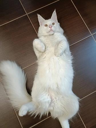 Кот на вязку, Мейн Кун белый солид