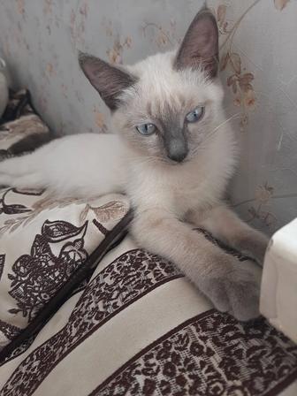 Кошки