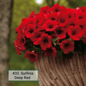 Петуния ампельная Сурфиния Deep red (укореннный черенок)