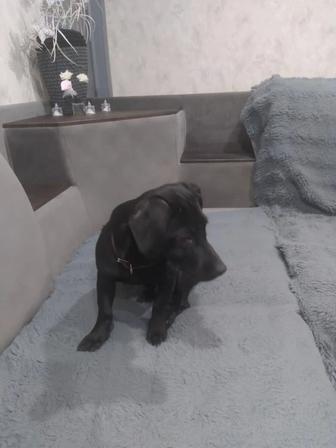 Отдам щенка