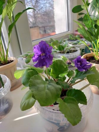 Продам фиалки