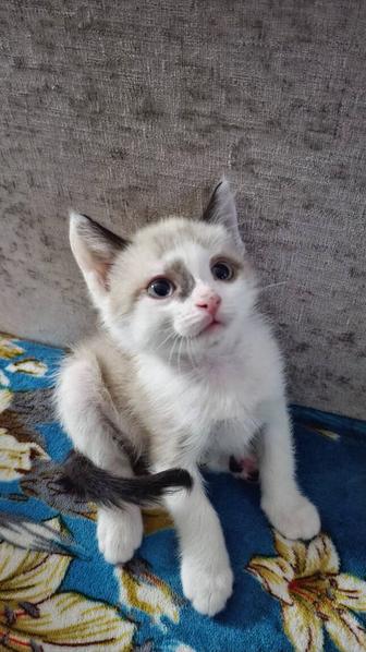 Котенок ищет дом