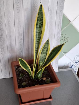 Цветок Сансевиерия в новом качественном горшке с суккулентами