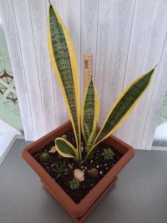Цветок Сансевиерия в новом качественном горшке с суккулентами