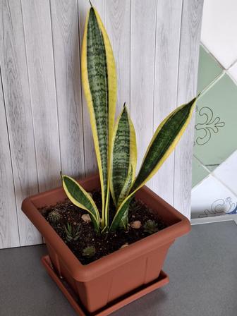 Цветок Сансевиерия в новом качественном горшке с суккулентами
