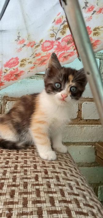 Котята бесплатно