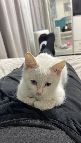 Отдам котенка в добрые руки