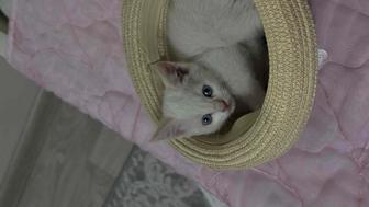 Отдам котенка в добрые руки