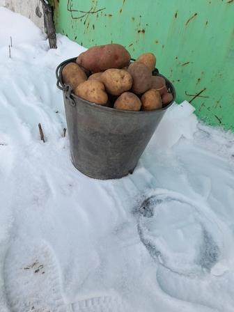 Дачный картофель