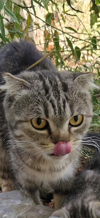 Пристраивается кошка , Шотландская !