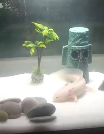 Аксолотль с аквариумом