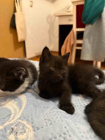 Ищем добрые руки котятам