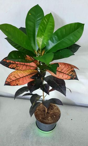 Кротоны. Крупные растения.