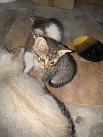 отдам котенка мальчика в хорошие руки