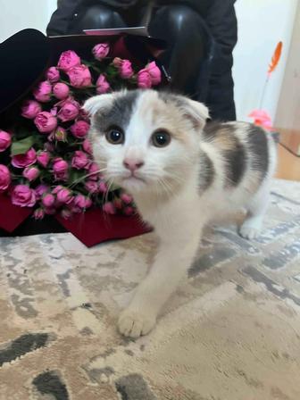 кошка