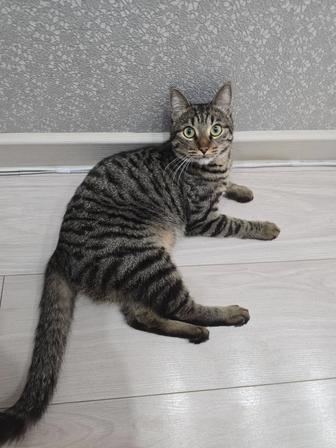 Отдам кота в любящие руки