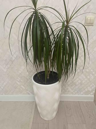 Продам комнатные растения