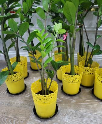 Продам комнатные растения стильные