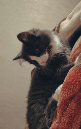 Отдам котенка даром