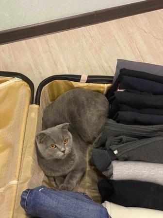 Потеряна кошка