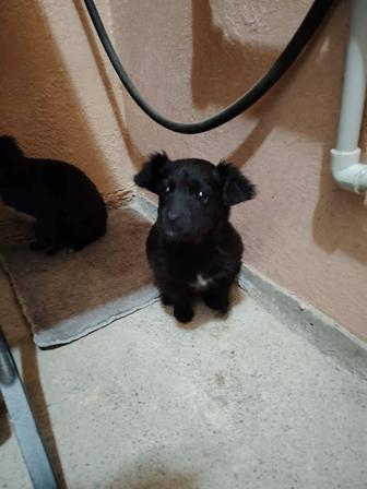 Отдам щенят