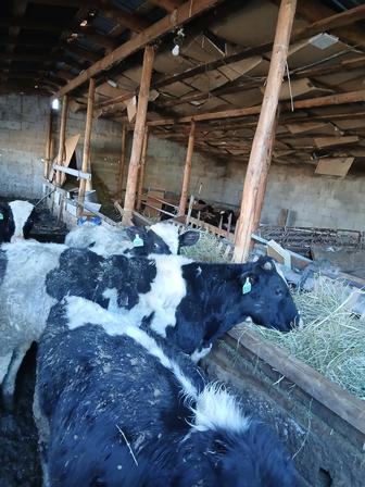 Продам бычков