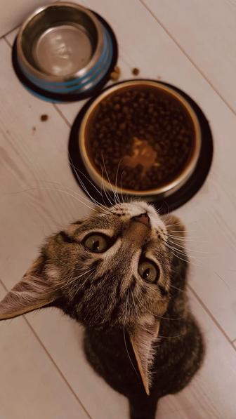 Отдам в добрые руки котенка (мальчик)