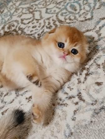 Продажа золото шиншиллы элитные котята супер премиум-класса!