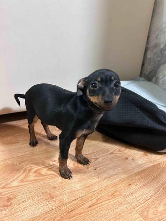 Продам той терьера