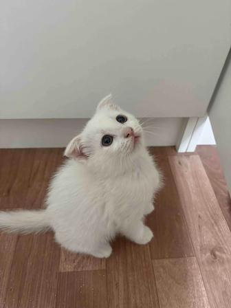 Котенок