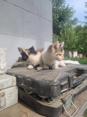Отдам котят в добрые руки