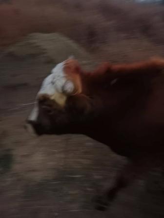 Продам или обменяю бычка