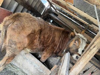 Бычок мясной белоголовый 2 года