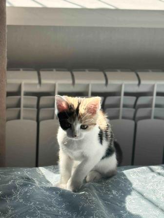 Замечательная девочка котенок в хорошие руки