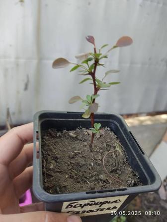 Продам садовые цветы