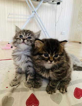 котенки